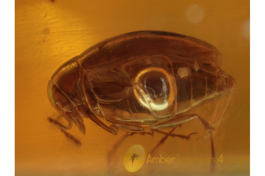 SCRAPTIIDAE False Flower BEETLE in BALTIC AMBER 429 SCRAPTIIDAE False Flower BEETLE in BALTIC AMBER 429