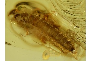 SCRAPTIIDAE False Flower Beetle LARVAE in BALTIC AMBER 505