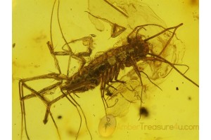 SCUTIGERIDAE HOUSE CENTIPEDE in BALTIC AMBER 108