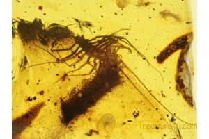 SCUTIGERIDAE HOUSE CENTIPEDE in BALTIC AMBER 202