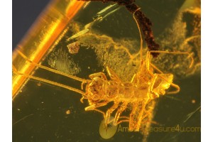 Great SCUTIGERIDAE HOUSE CENTIPEDE in BALTIC AMBER 235