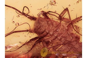 SCUTIGERIDAE HOUSE CENTIPEDE in BALTIC AMBER 1157