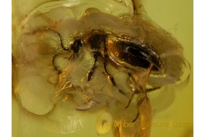 SCYDMAENIDAE Ant-like Stone Bettle in BALTIC AMBER 546