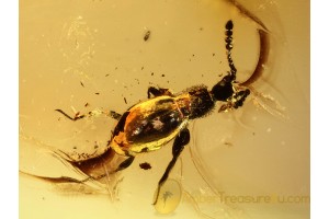 SCYDMAENIDAE Ant-like Stone Bettle in BALTIC AMBER 677