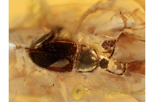 SCYDMAENIDAE Cephennium Bettle in BALTIC AMBER 1005