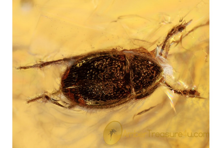 SCYDMAENIDAE Cephenniini Bettle in BALTIC AMBER 1006