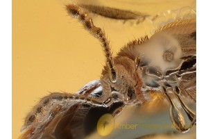 SCYDMAENIDAE Great Ant-like Stone Bettle BALTIC AMBER 1002