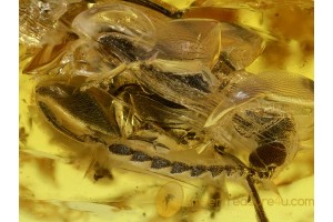 SEED BEETLE w SERRATE ANTENNAE & Large Femur in BALTIC AMBER 526