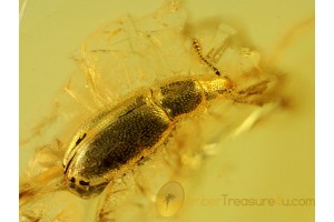 SILKEN FUNGUS BEETLE in BALTIC AMBER 313 AMBER