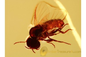 SIMULIIDAE Great Black Fly in Genuine BALTIC AMBER 916