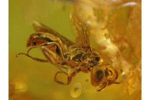 SPHECIFORM WASP Genuine BALTIC AMBER