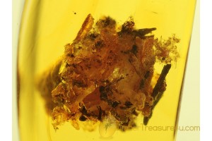 SPIDER EGG SAC w WATER in BALTIC AMBER 197