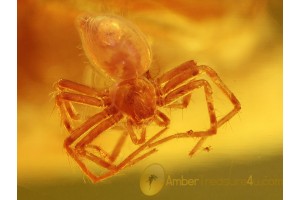 SPIDER w WATER Inside Abdomen in BALTIC AMBER 829