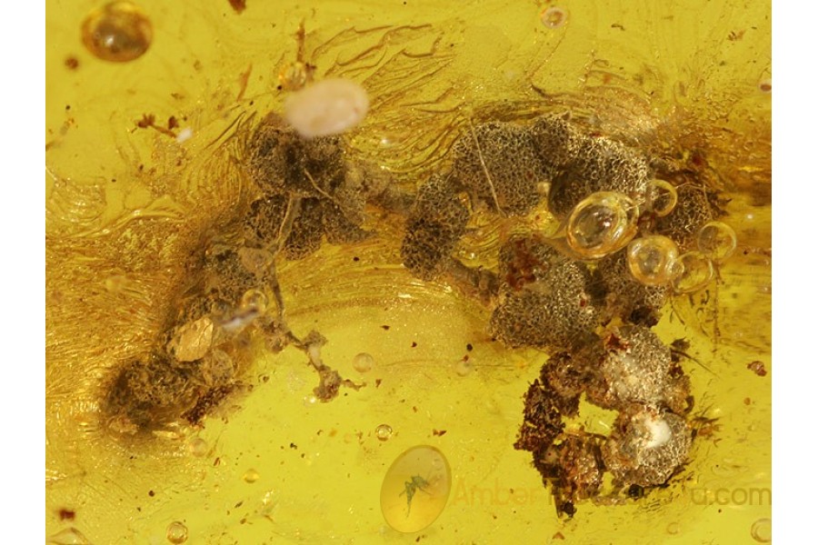 SPONGE LIKE LICHEN in Genuine BALTIC AMBER 93 SPONGE LIKE LICHEN in Genuine BALTIC AMBER 93