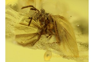 STREPSIPTERA Twisted-Winged Parasite in BALTIC AMBER 242