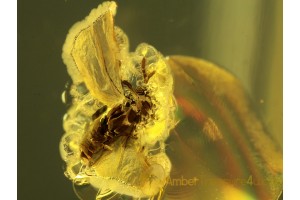 STREPSIPTERA Twisted-Winged Parasite in BALTIC AMBER 251