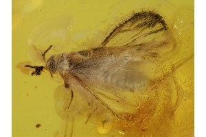 STREPSIPTERA Twisted-Winged Parasite in BALTIC AMBER 422