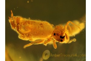 SPRINGTAIL w WATER & Some Tote in BALTIC AMBER 245