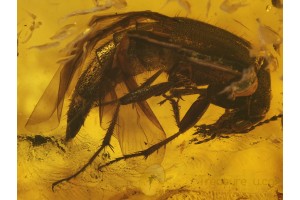 STAPHYLINIDAE Crab-Like ROVE BEETLE in BALTIC AMBER 180