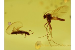 STAPHYLINIDAE ROVE BEETLE & FUNGUS GNAT in BALTIC AMBER 329