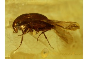 STAPHYLINIDAE TACHYPORINAE  ROVE BEETLE in BALTIC AMBER 504