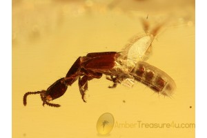 STAPHYLINIDAE Xantholinus Rove Beetle in BALTIC AMBER 998