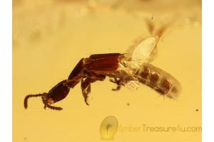 STAPHYLINIDAE Xantholinus Rove Beetle in BALTIC AMBER 998