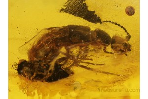 STAPHYLINID BEETLE & PHORID FLY in  BALTIC AMBER 208