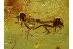 SUPERB 100% Mating BITING MIDGES Ceratopoganidae in BALTIC AMBER