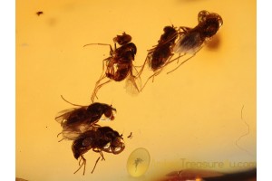 SWARM of 5 FLIES Dolichopodidae in BALTIC AMBER 881