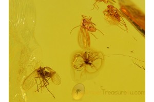 SWARM of 7 MOTH FLIES Psychodidae in BALTIC AMBER 223