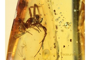 SYNOTAXIDAE Acrometa SPIDER in BALTIC AMBER  948