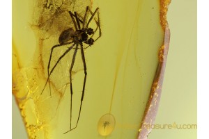 SYNOTAXIDAE Superb looking SPIDER in BALTIC AMBER 345