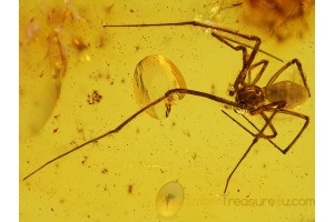 SYNOTAXIDAE Superb Looking SPIDER in BALTIC AMBER  614