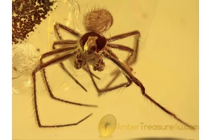 SYNOTAXIDAE Superb looking SPIDER in BALTIC AMBER 1057