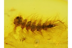 SYNXENIDAE MILLIPEDE in Genuine BALTIC AMBER 130