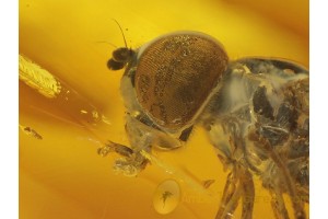 SYRPHIDAE HOVERFLY  in BALTIC AMBER 134