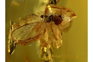 SYRPHIDAE HOVERFLY  in Large BALTIC AMBER 515