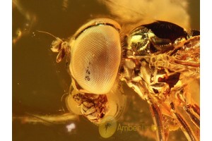 SYRPHIDAE HOVERFLY  Flower Fly in BALTIC AMBER 854