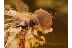 SYRPHIDAE Superb Large HOVERFLY in BALTIC AMBER 733