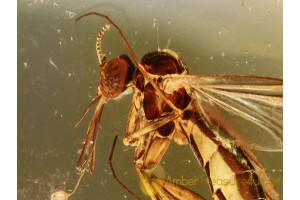 Sciarid Rare FUNGUS GNAT in BALTIC AMBER 862