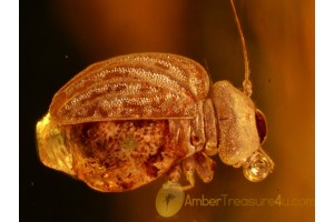 Sphaeropsocidae PSOCOPTERA  in BALTIC AMBER 848