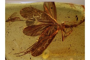 Spread Wings CADDISFLY Trichoptera in Genuine BALTIC AMBER 669