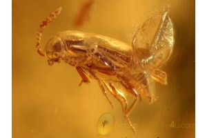 Staphylinid EUTHERIA Rove Beetle in BALTIC AMBER 803