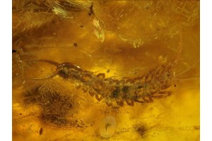 Stone CENTIPEDE LITHOBIIDAE in Genuine BALTIC AMBER