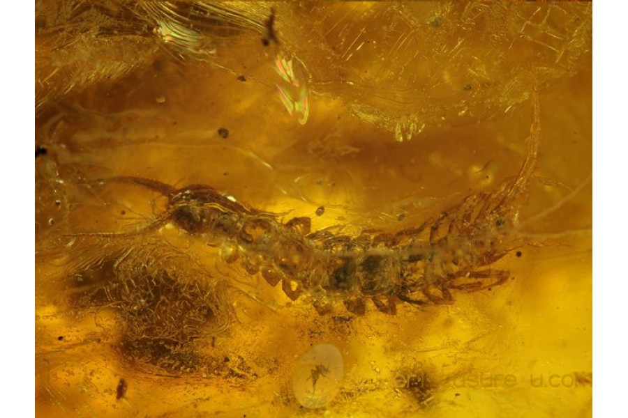 Stone CENTIPEDE LITHOBIIDAE in Genuine BALTIC AMBER