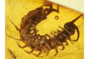 Stone CENTIPEDE LITHOBIIDAE in BALTIC AMBER 140