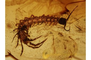 Stone CENTIPEDE LITHOBIIDAE in BALTIC AMBER 900