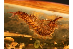 Stone CENTIPEDE LITHOBIIDAE in BALTIC AMBER 901