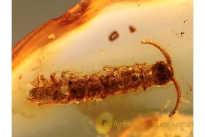Stone CENTIPEDE LITHOBIIDAE in BALTIC AMBER 972